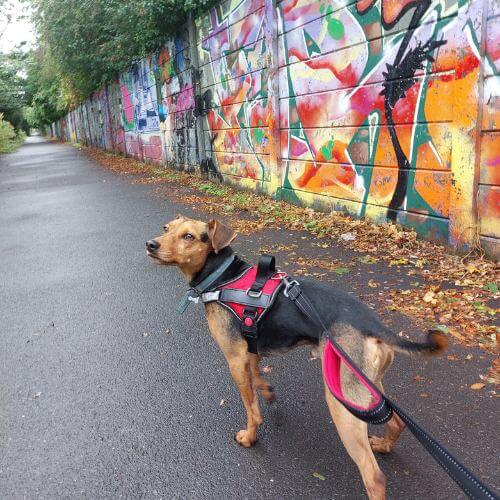 Dog Walker Motspur Park