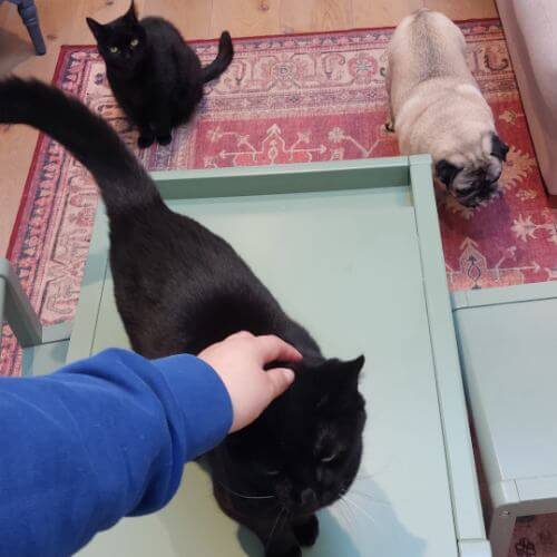 Pet and house sitter new malden kingston