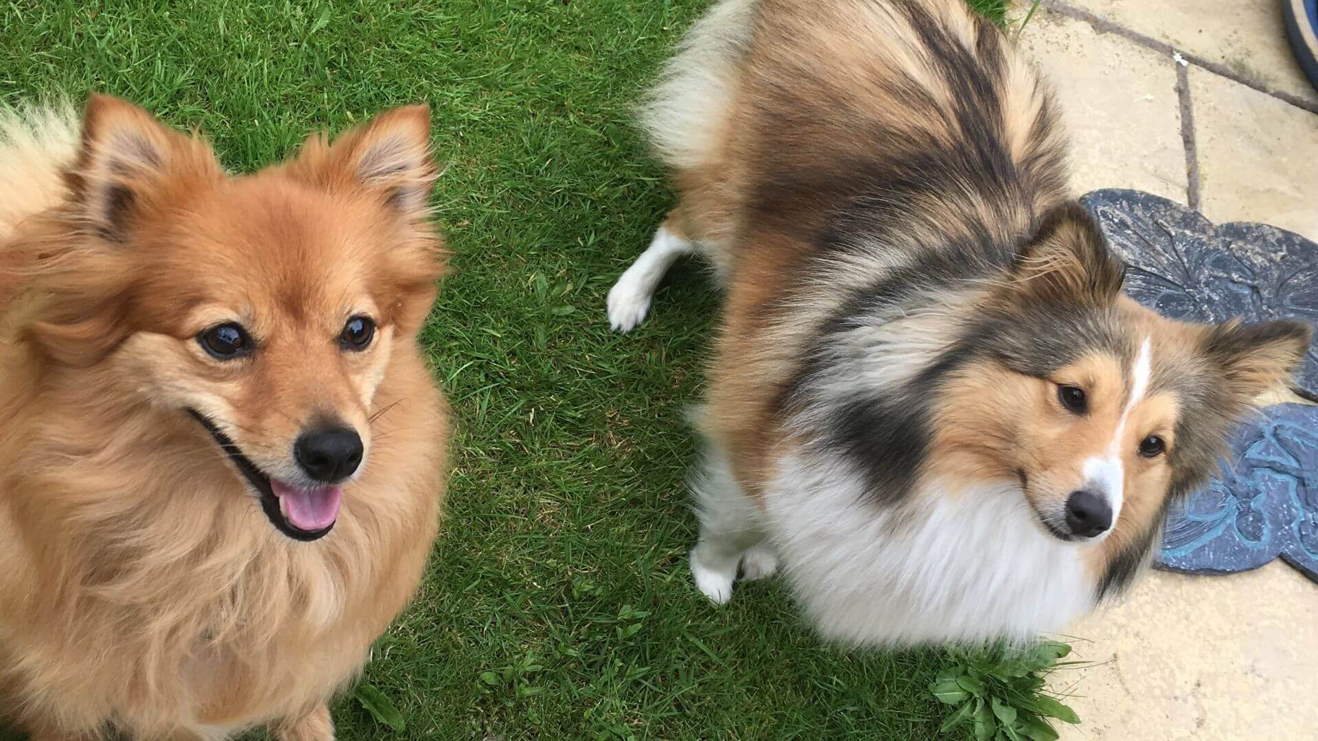 Dog Walker Pet Sitter, house sitter New Malden_Kind Pet Club