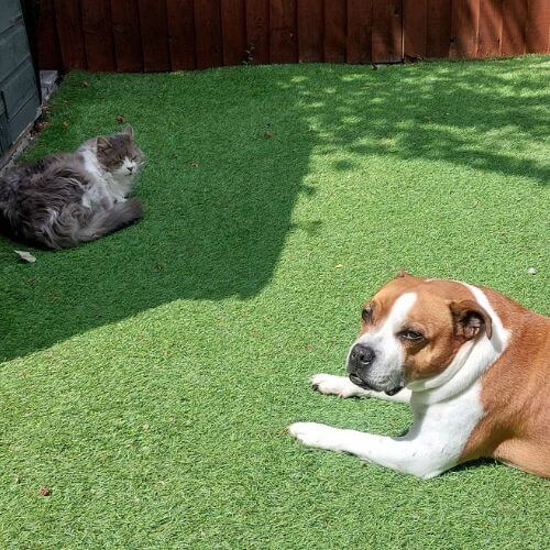 cat sitter and dog sitter worcester park